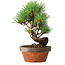 Pinus parviflora, 19 cm, ± 9 jaar oud