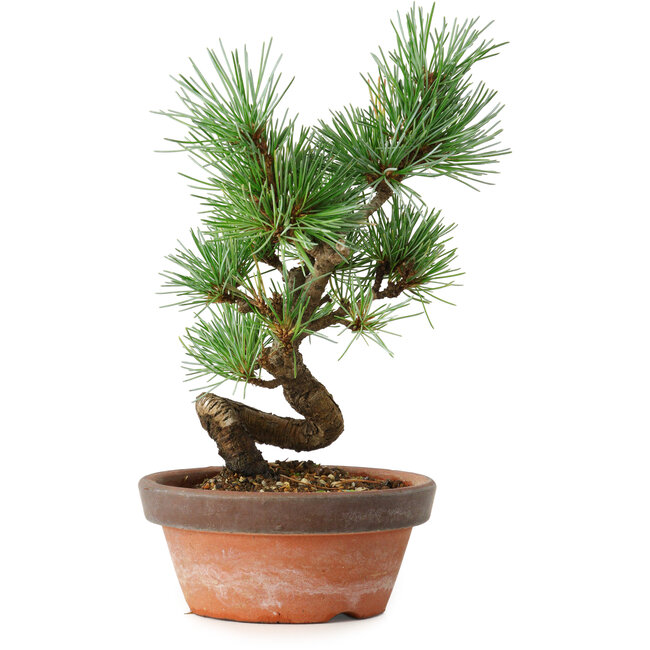Pinus parviflora, 19 cm, ± 9 ans