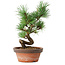 Pinus parviflora, 19 cm, ± 9 anni