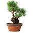 Pinus parviflora, 19 cm, ± 9 Jahre alt