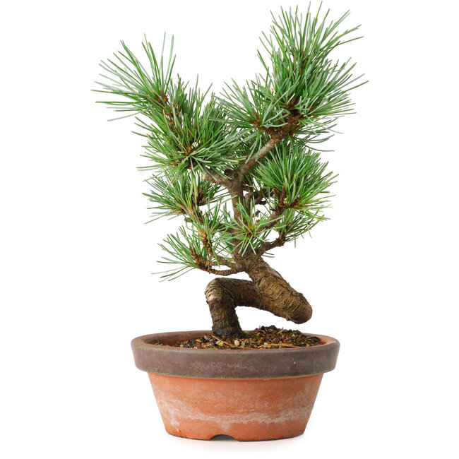 Pinus parviflora, 19 cm, ± 9 jaar oud