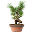 Pinus parviflora, 19 cm, ± 9 ans