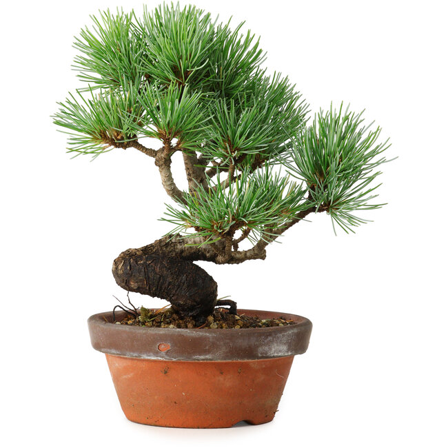 Pinus parviflora, 19 cm, ± 9 Jahre alt