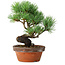 Pinus parviflora, 19 cm, ± 9 ans
