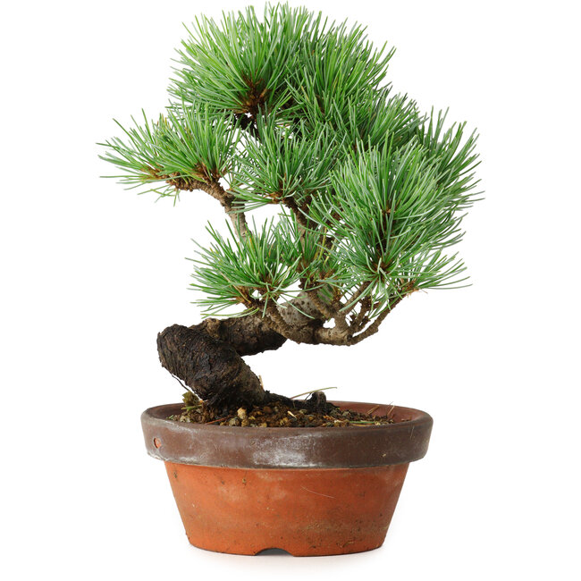 Pinus parviflora, 19 cm, ± 9 Jahre alt