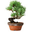 Pinus parviflora, 19 cm, ± 9 ans