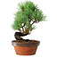Pinus parviflora, 19 cm, ± 9 ans