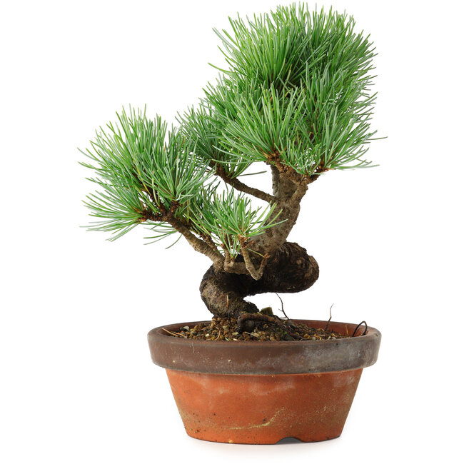 Pinus parviflora, 19 cm, ± 9 anni