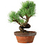 Pinus parviflora, 19 cm, ± 9 ans