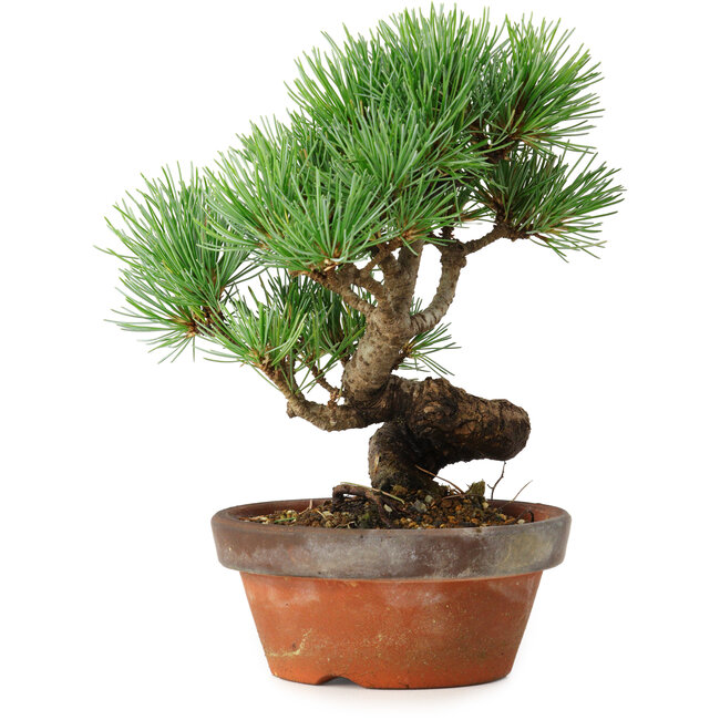 Pinus parviflora, 19 cm, ± 9 años