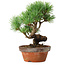Pinus parviflora, 19 cm, ± 9 Jahre alt