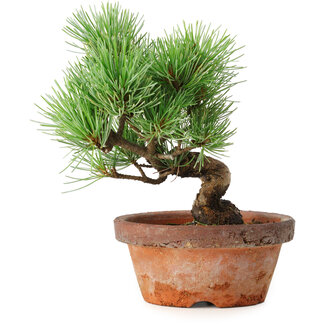 Pinus parviflora, 19 cm, ± 9 Jahre alt