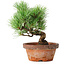 Pinus parviflora, 19 cm, ± 9 ans