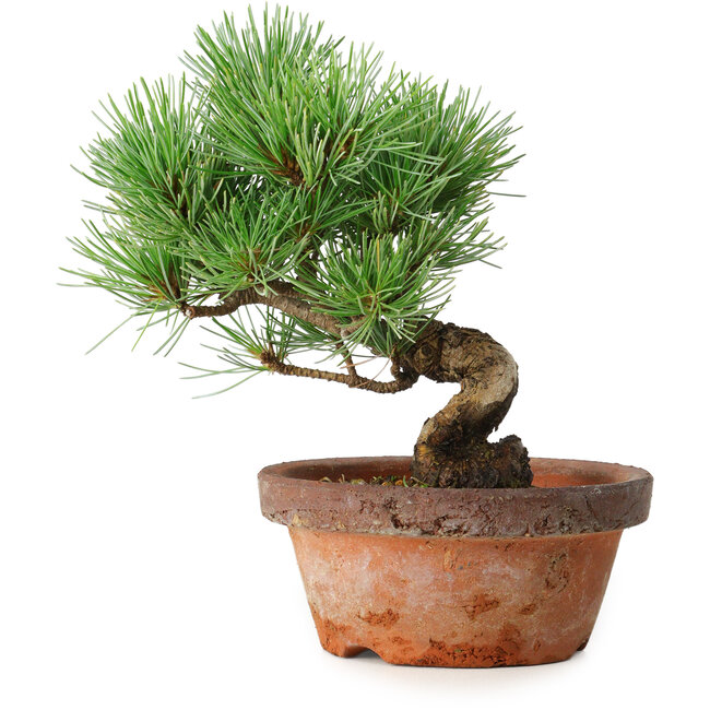 Pinus parviflora, 19 cm, ± 9 años