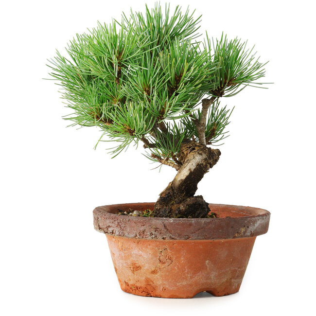 Pinus parviflora, 19 cm, ± 9 years old