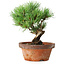 Pinus parviflora, 19 cm, ± 9 Jahre alt