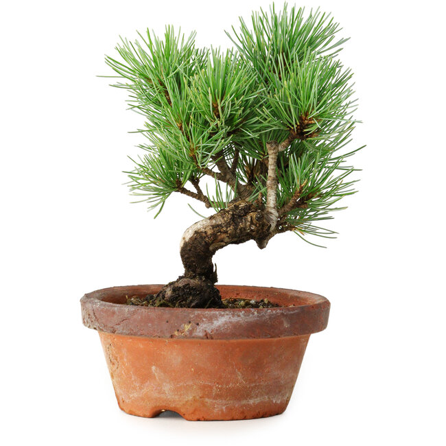 Pinus parviflora, 19 cm, ± 9 anni