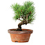 Pinus parviflora, 19 cm, ± 9 ans