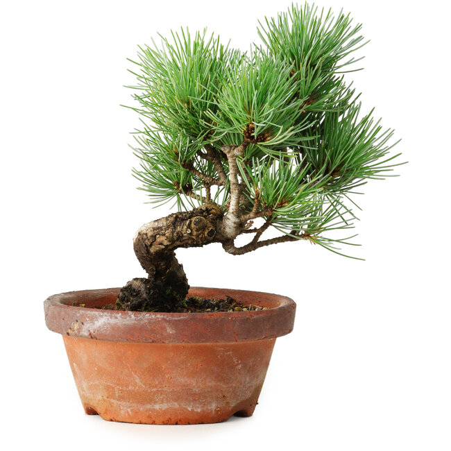 Pinus parviflora, 19 cm, ± 9 Jahre alt