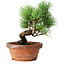 Pinus parviflora, 19 cm, ± 9 years old