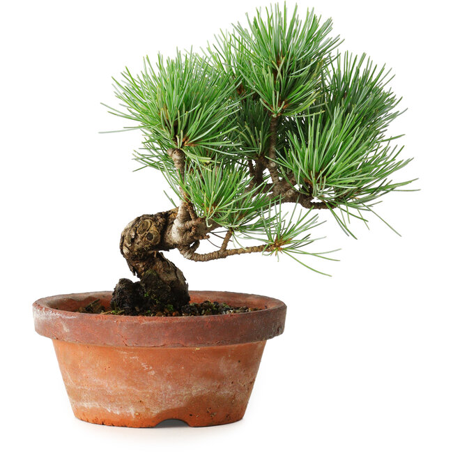 Pinus parviflora, 19 cm, ± 9 ans