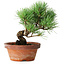 Pinus parviflora, 19 cm, ± 9 años