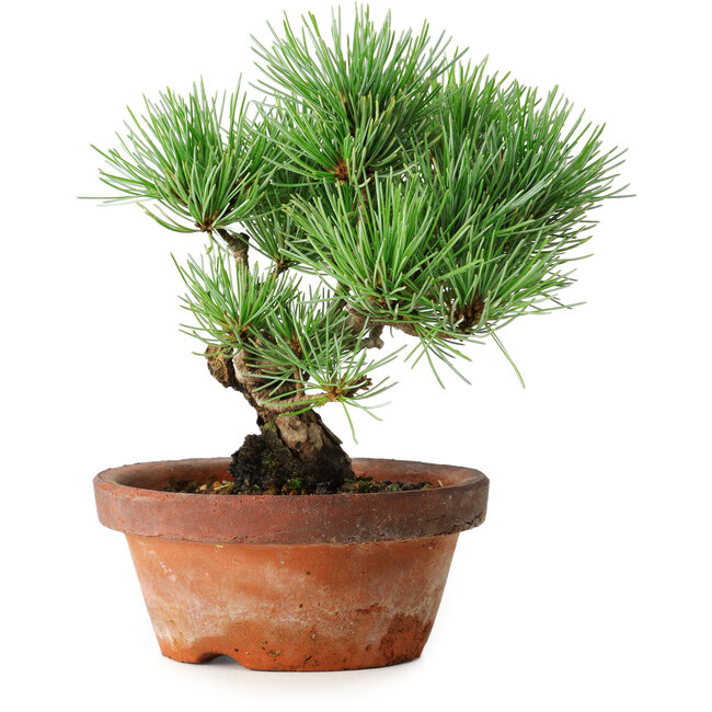 Pinus parviflora, 19 cm, ± 9 jaar oud