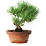 Pinus parviflora, 19 cm, ± 9 anni