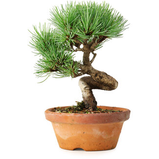 Pinus parviflora, 19 cm, ± 9 ans