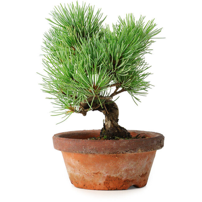 Pinus parviflora, 19 cm, ± 9 years old