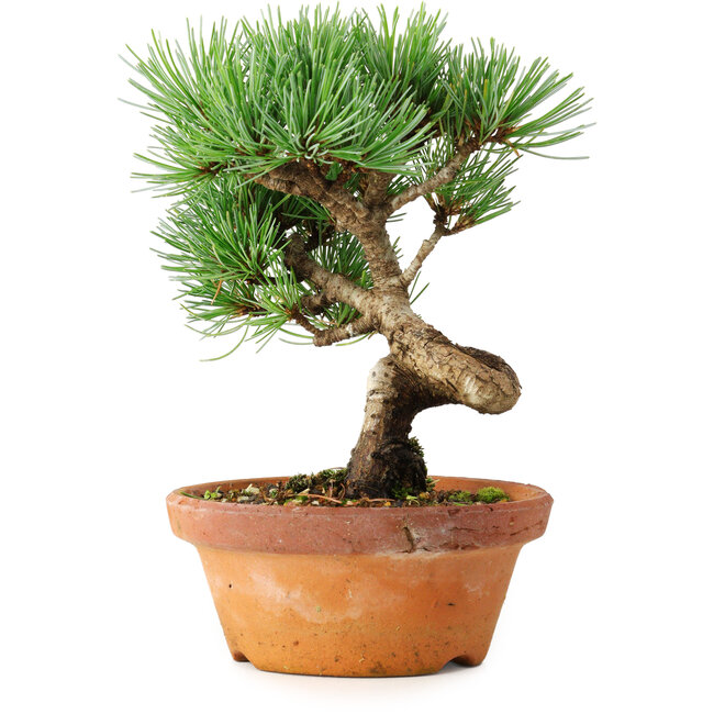 Pinus parviflora, 19 cm, ± 9 Jahre alt