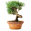 Pinus parviflora, 19 cm, ± 9 jaar oud