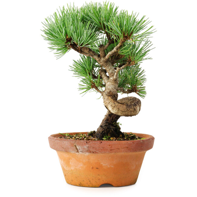 Pinus parviflora, 19 cm, ± 9 ans