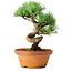 Pinus parviflora, 19 cm, ± 9 years old