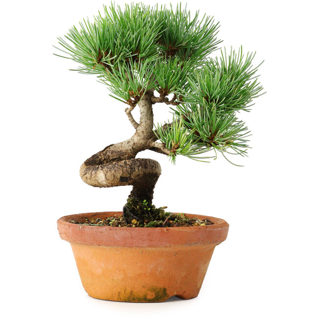 Pinus parviflora, 19 cm, ± 9 years old