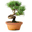 Pinus parviflora, 19 cm, ± 9 years old