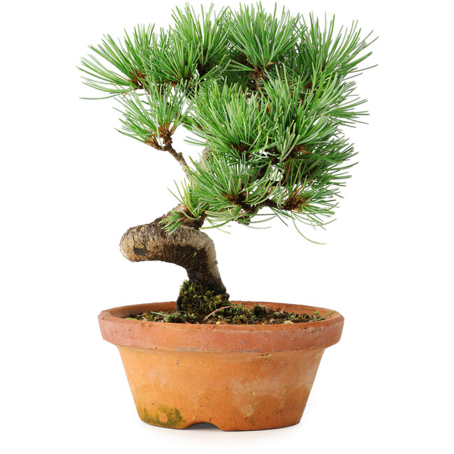 Pinus parviflora, 19 cm, ± 9 anni