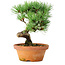 Pinus parviflora, 19 cm, ± 9 years old