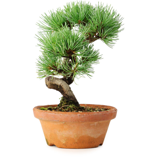 Pinus parviflora, 19 cm, ± 9 anni