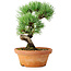 Pinus parviflora, 19 cm, ± 9 jaar oud