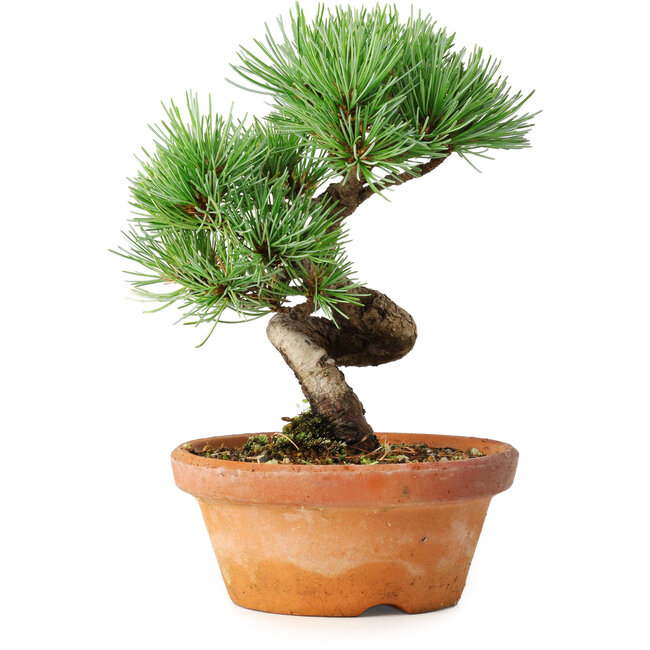 Pinus parviflora, 19 cm, ± 9 jaar oud