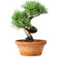 Pinus parviflora, 19 cm, ± 9 years old