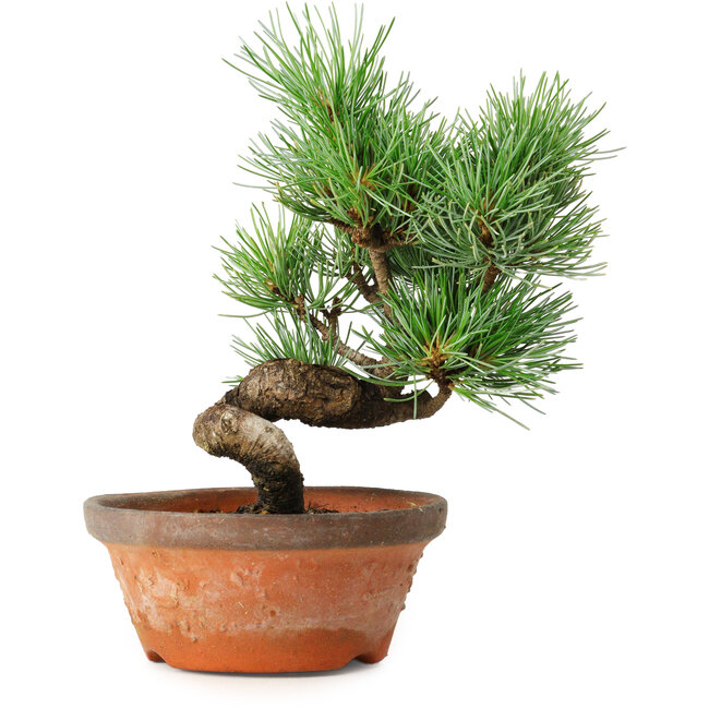 Pinus parviflora, 19 cm, ± 9 jaar oud