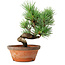 Pinus parviflora, 19 cm, ± 9 jaar oud