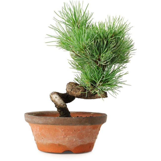 Pinus parviflora, 19 cm, ± 9 years old