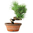 Pinus parviflora, 19 cm, ± 9 ans