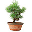 Pinus parviflora, 19 cm, ± 9 ans