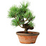 Pinus parviflora, 19 cm, ± 9 ans