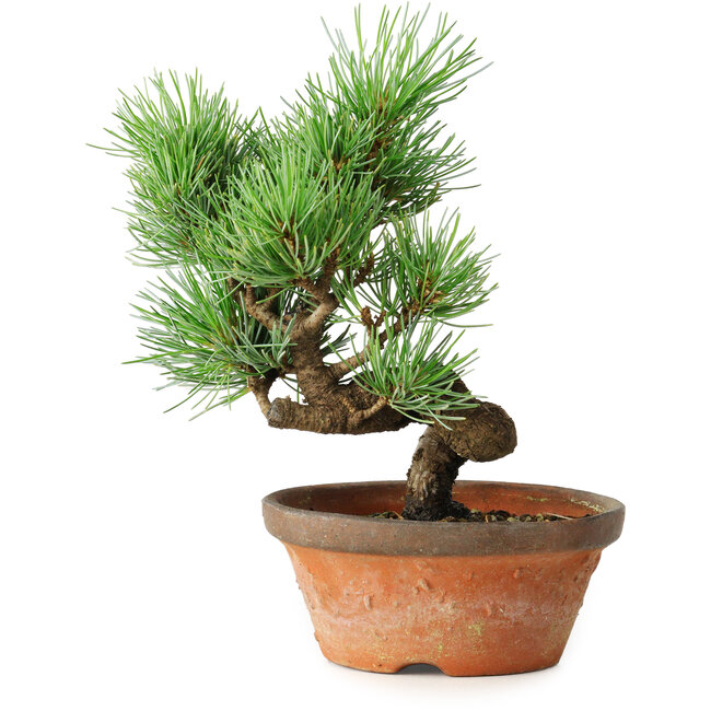 Pinus parviflora, 19 cm, ± 9 ans