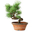 Pinus parviflora, 19 cm, ± 9 ans